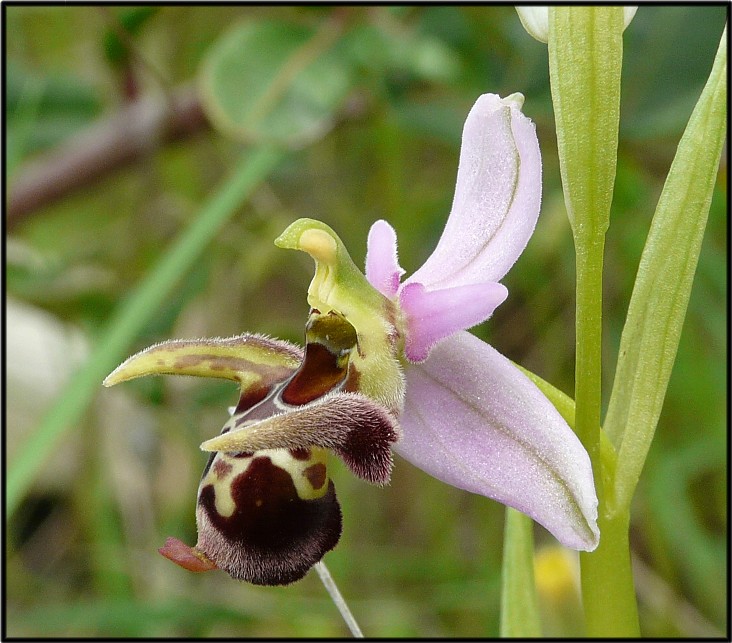 Ophrys scolopax subsp. cornuta